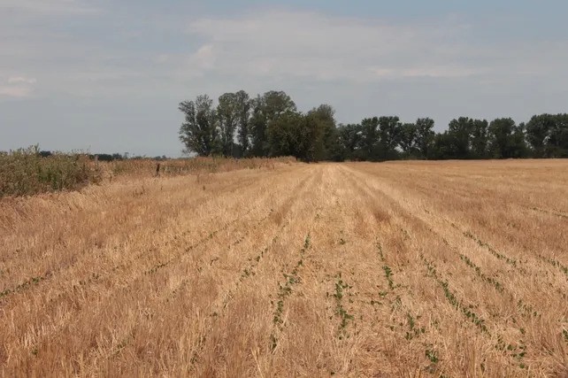 Clima: en medio de una primavera con altibajos, ¿qué se viene ahora?