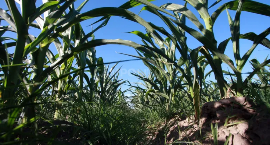 Caer&aacute; un 30% la superficie sembrada de ma&iacute;z