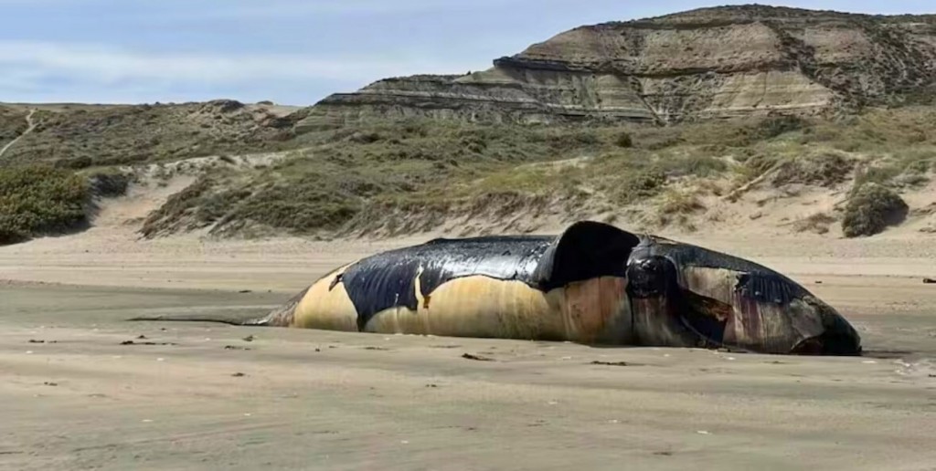 Gran preocupación en Chubut por la aparición de más de 70 ballenas muertas