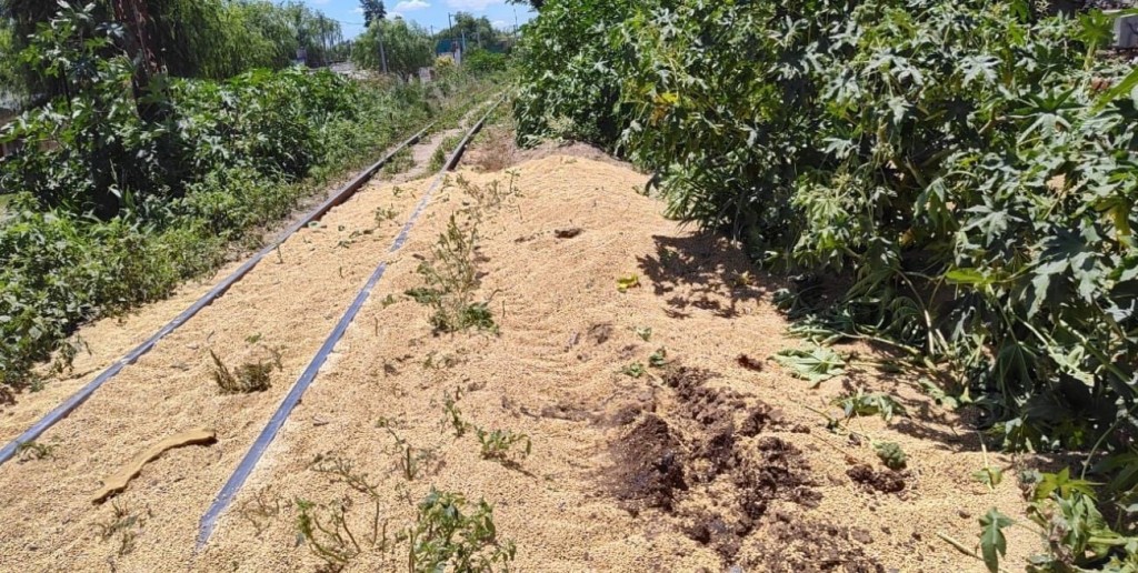 Nuevo ataque y robo al tren sojero en Santa Fe