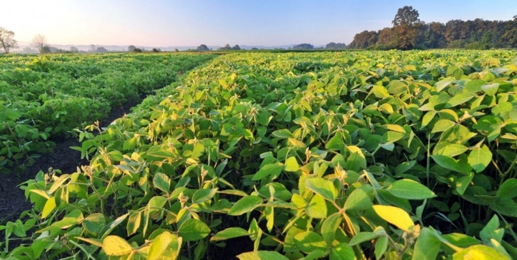 Con el 25% de la soja implantada, el clima ofrece pistas que remiten a 2016