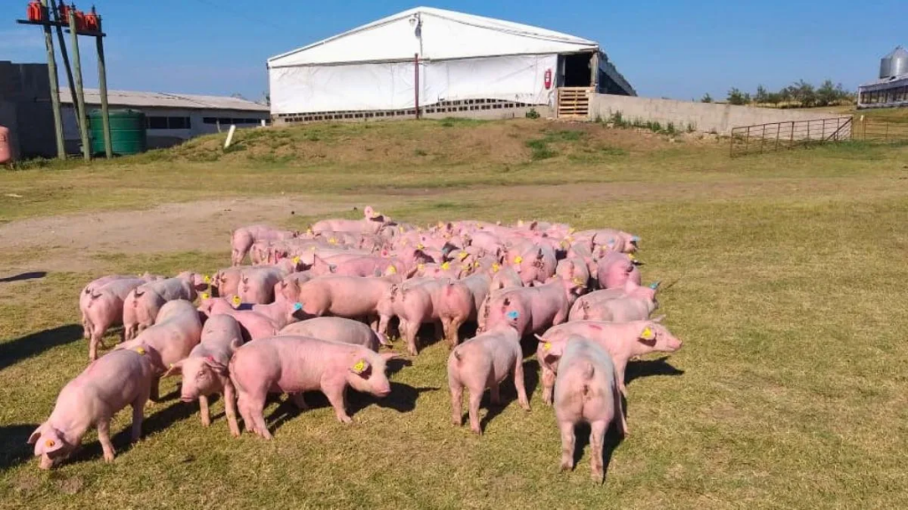 Integración porcina: el modelo entrerriano que transforma granos en carne y llega hasta la góndola