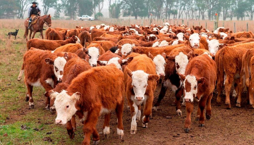 “Boom” sectorial: la ganadería argentina cerrará el año movilizando más de U$S 20.000 millones