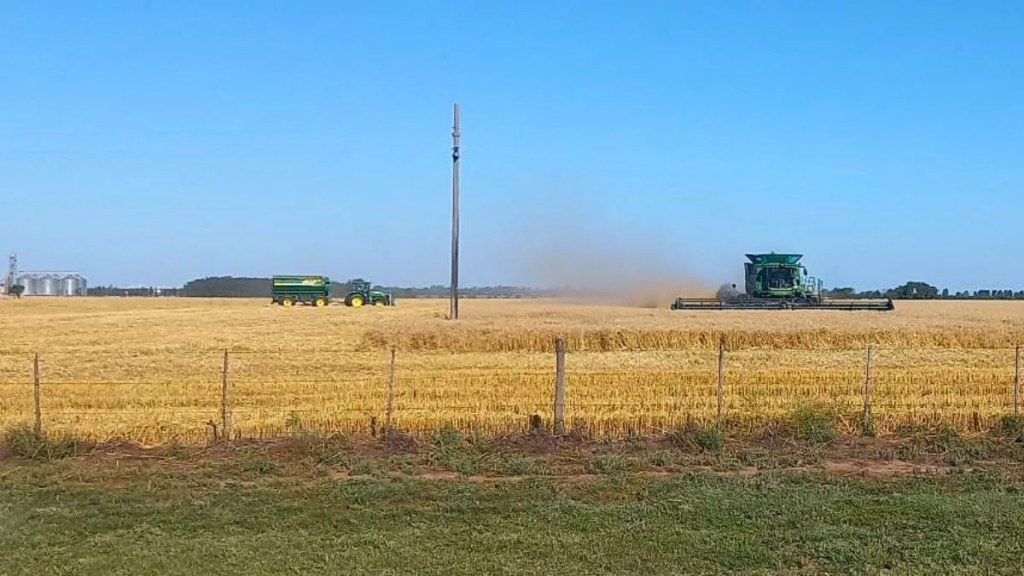 Trigo en el centro-norte santafesino: entre pausas por lluvias y rindes que hacen historia