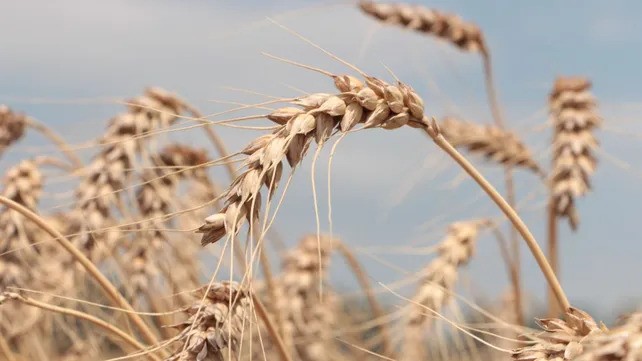 El Gobierno afirma que la cosecha de trigo será 