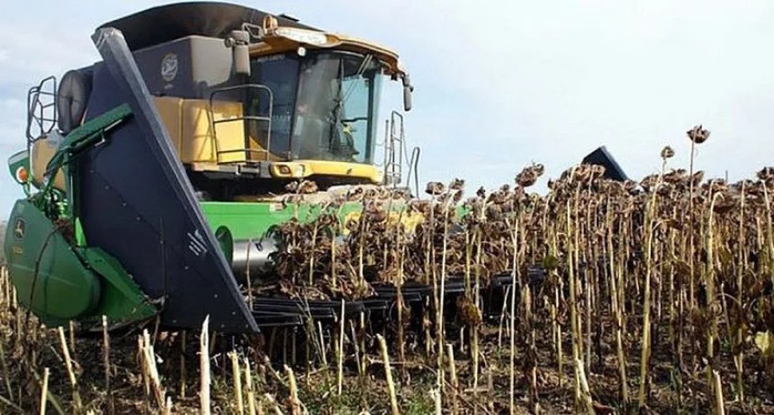 El primer lote de girasol es chaque&ntilde;o y rindi&oacute; 20 quintales 