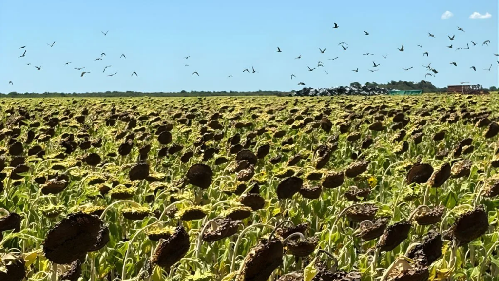 Desecado estratégico en girasol: una clave para reducir pérdidas por palomas y cotorras
