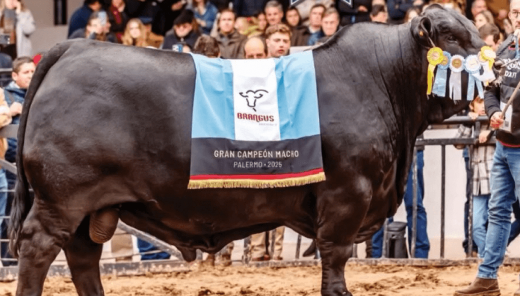 Un “Morocho” campeón mundial: el mejor toro Brangus del Planeta es argentino