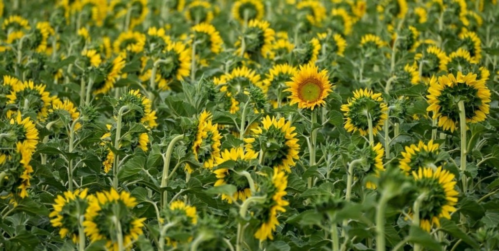 CRA propone una reforma tributaria integral para impulsar la inversión y el crecimiento del campo argentino