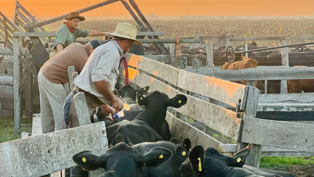 Senasa confirmó el calendario 2026 de vacunación antiaftosa: cuándo empieza y con qué categorías