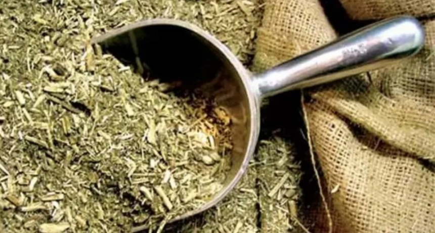 Récord en toneladas exportadas y suba del consumo: radiografía del complejo yerbatero en 2025