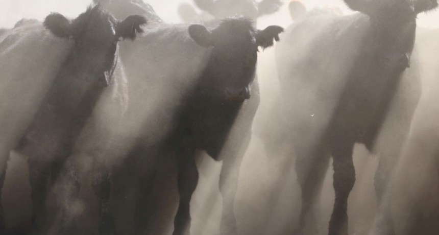 Oferta de livianos: más novillitos ingresando a los corrales y menos en las plantas de faena