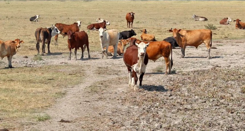 La sequ&iacute;a actual y la ganader&iacute;a futura