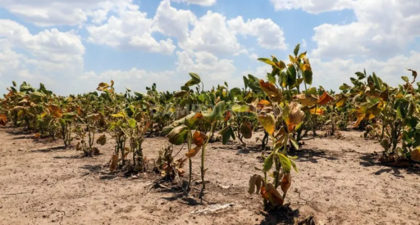 La primavera m&aacute;s seca de los &uacute;ltimos 35 a&ntilde;os anticipa 50% menos de rinde en soja