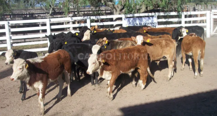Dato estad&iacute;stico: en a&ntilde;o electoral el precio de la hacienda se plancha durante la campa&ntilde;a