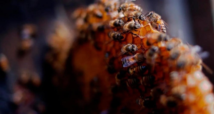 Agricultor muri&oacute; atacado por un enjambre de abejas en Misiones