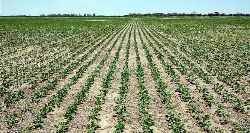  Por segundo a&ntilde;o hay orugas en sojas Intacta del norte santafesino