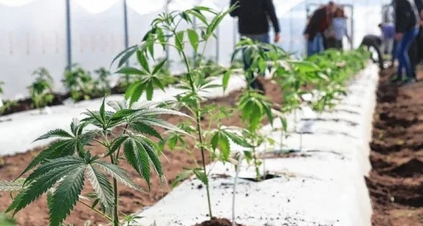 La primera cosecha p&uacute;blica de cannabis ser&aacute; utilizada &iacute;ntegramente para investigaci&oacute;n