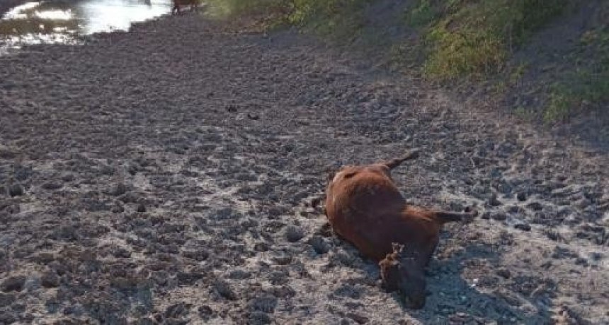 La sequ&iacute;a no da tregua y sigue provocando mortandad de ganado y peces en el norte santafesino 