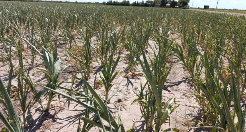 El gobierno nacional firm&oacute; la homologaci&oacute;n de la Emergencia Agropecuaria para la provincia 