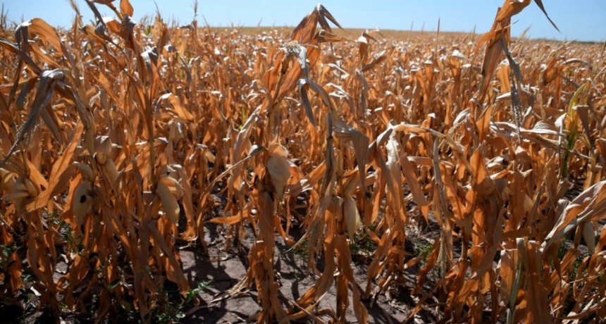 Los productores agr&iacute;colas perdieron US$ 10,4 mil millones por la sequ&iacute;a