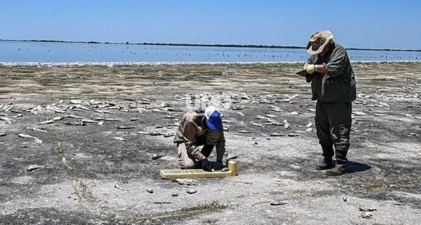 Mortandad de peces en la Laguna del Plata: resolvieron no retirar los ejemplares muertos