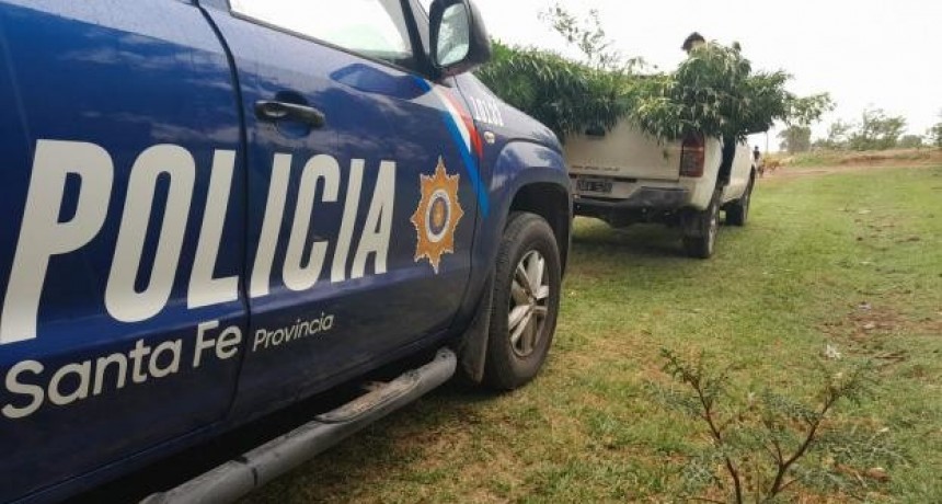 Nelson: Incautaron 21 plantas de marihuana en la casa de un detenido por amenazas 