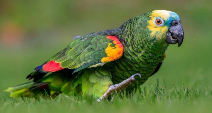 Contagiados por un loro: uno de los internados con neumon&iacute;a bilateral fue dado de alta