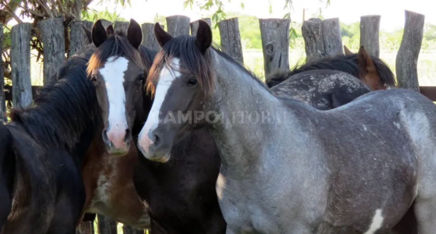  Senasa aprobó un certificado digital de vacunación contra encefalomielitis equina