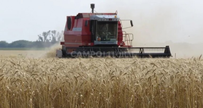  El clima retrasa la trilla y pone en riesgo la calidad del trigo