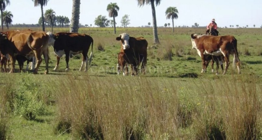  Ajedrez ganadero en el norte 