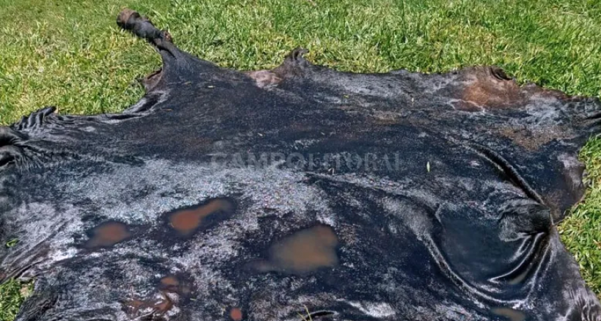  Cuatreros sin descanso en el norte: siguen incautando carne robada con destino comercial