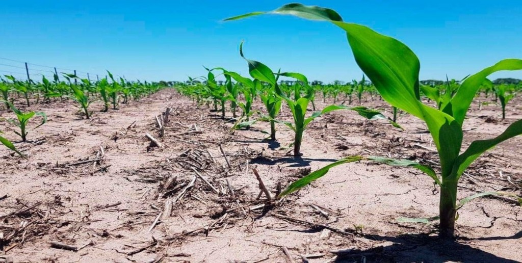 Se redujo un 30% la intención de siembra de maíz tardío