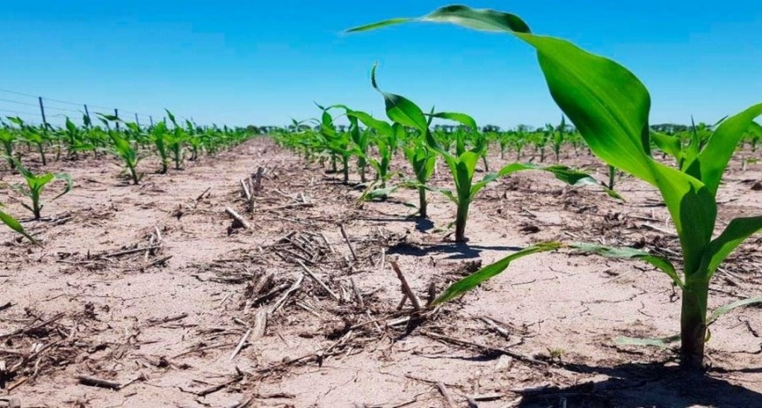 Se redujo un 30% la intención de siembra de maíz tardío