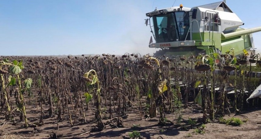 Con buenos rindes, la cosecha de girasol avanza en los departamentos del norte