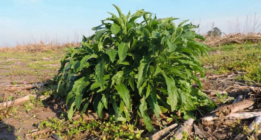 Controlar malezas sin agroquímicos sería posible con una sustancia natural