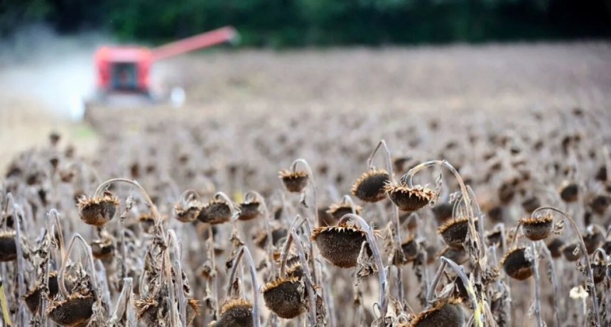 La cosecha de girasol mantiene buenos rindes en el centro norte de Santa Fe