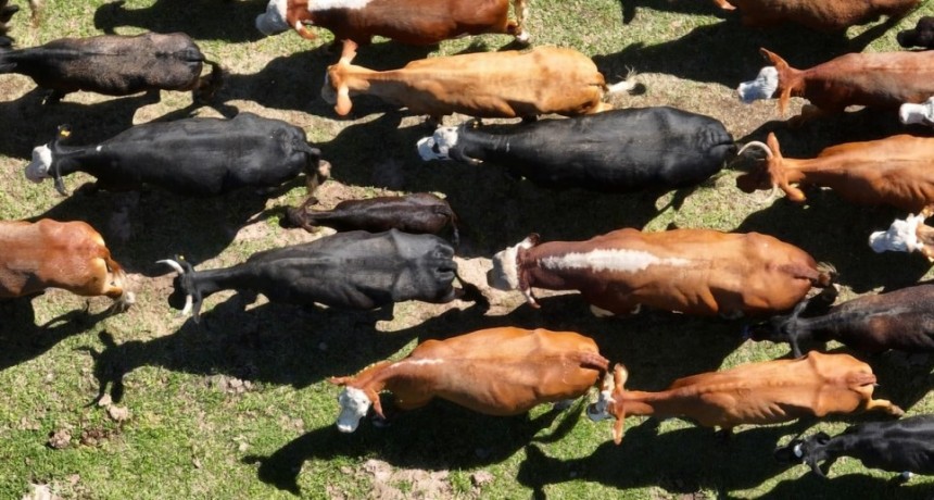 Fuerte baja estadística en la faena de ganados