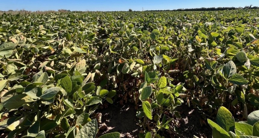 Falta de lluvias y altas temperaturas condicionan los cultivos en el centro norte santafesino