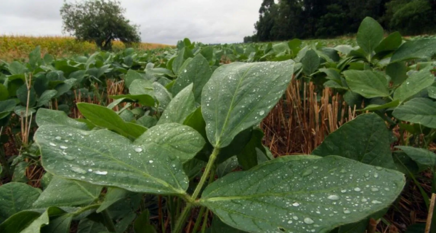 Lluvias irregulares en Santa Fe: ¿alivio para los cultivos o solo un respiro temporal?