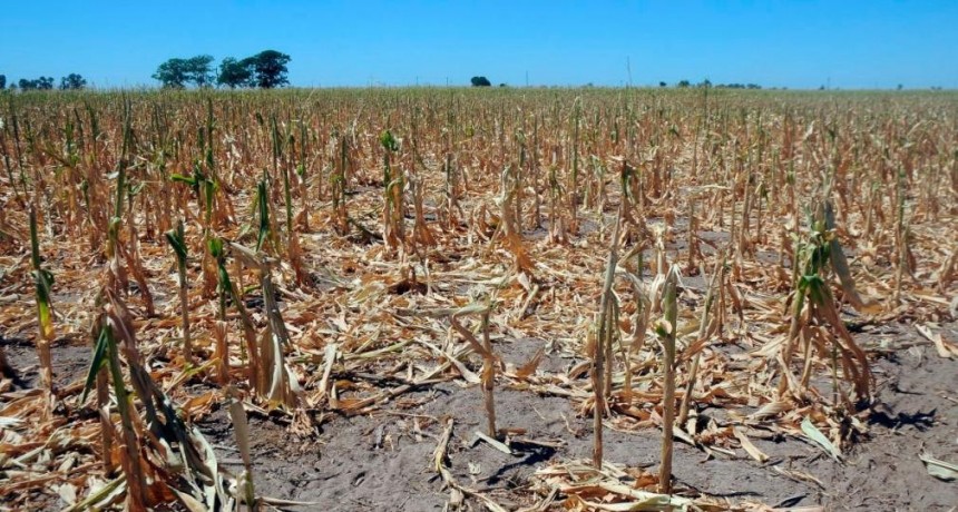 La ola de calor y la sequía afectan gravemente al campo en Santiago del Estero y otras regiones del país
