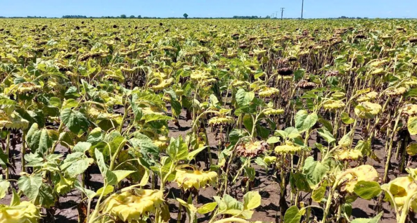 El girasol sorprende a propios y extraños con rindes récord en Santa Fe