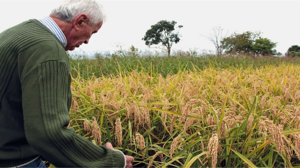 Santa Fe apuesta a sus propias semillas: nace el Programa Provincial de Multiplicación de Semillas de Arroz