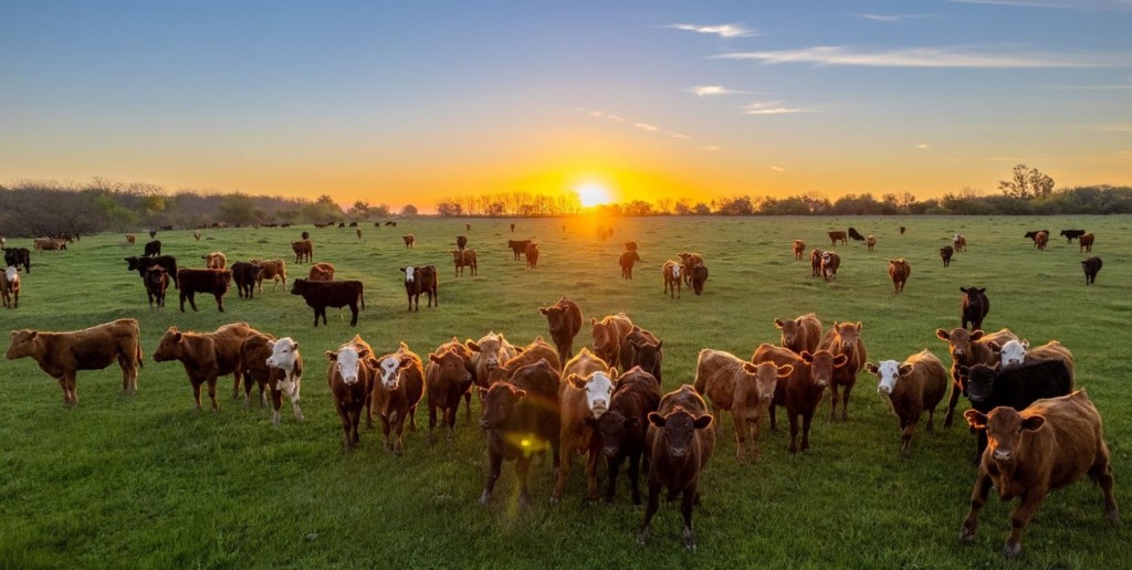 Más movimiento de terneros y cambios en la recría: qué revelan los traslados de hacienda en 2025