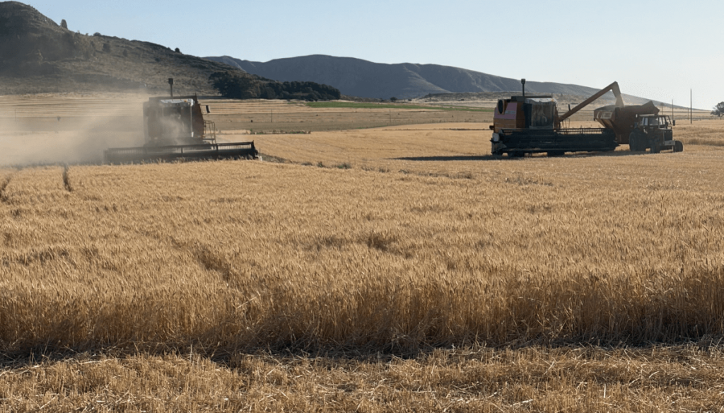 Terminó la cosecha récord de trigo: los rindes superaron los valores históricos en todas las regiones