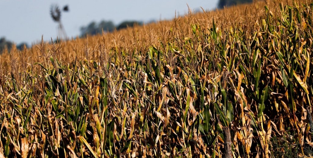 Cosecha récord en EE.UU. sacude al mercado de granos y genera impacto en Argentina