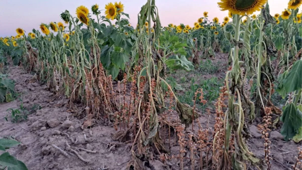 Alerta por una plaga del girasol detectada en Bolivia: cuál es el riesgo para Argentina