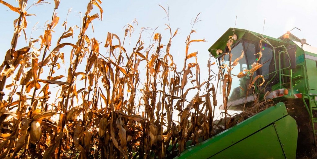 La campaña agrícola 2025/26 mantiene un alto potencial productivo