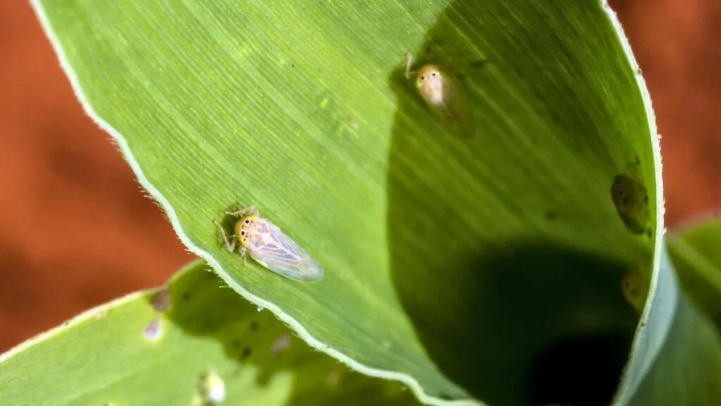 Chicharrita del maíz: refuerzan el monitoreo en el norte de Córdoba ante un leve aumento de la plaga