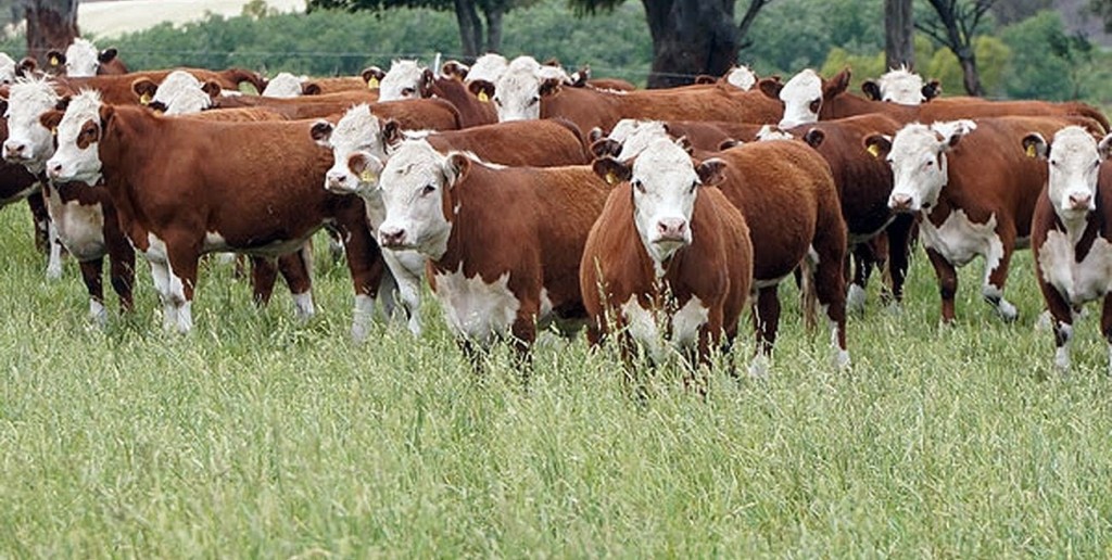 La ganadería nacional ante el desafío de producir más con un stock limitado